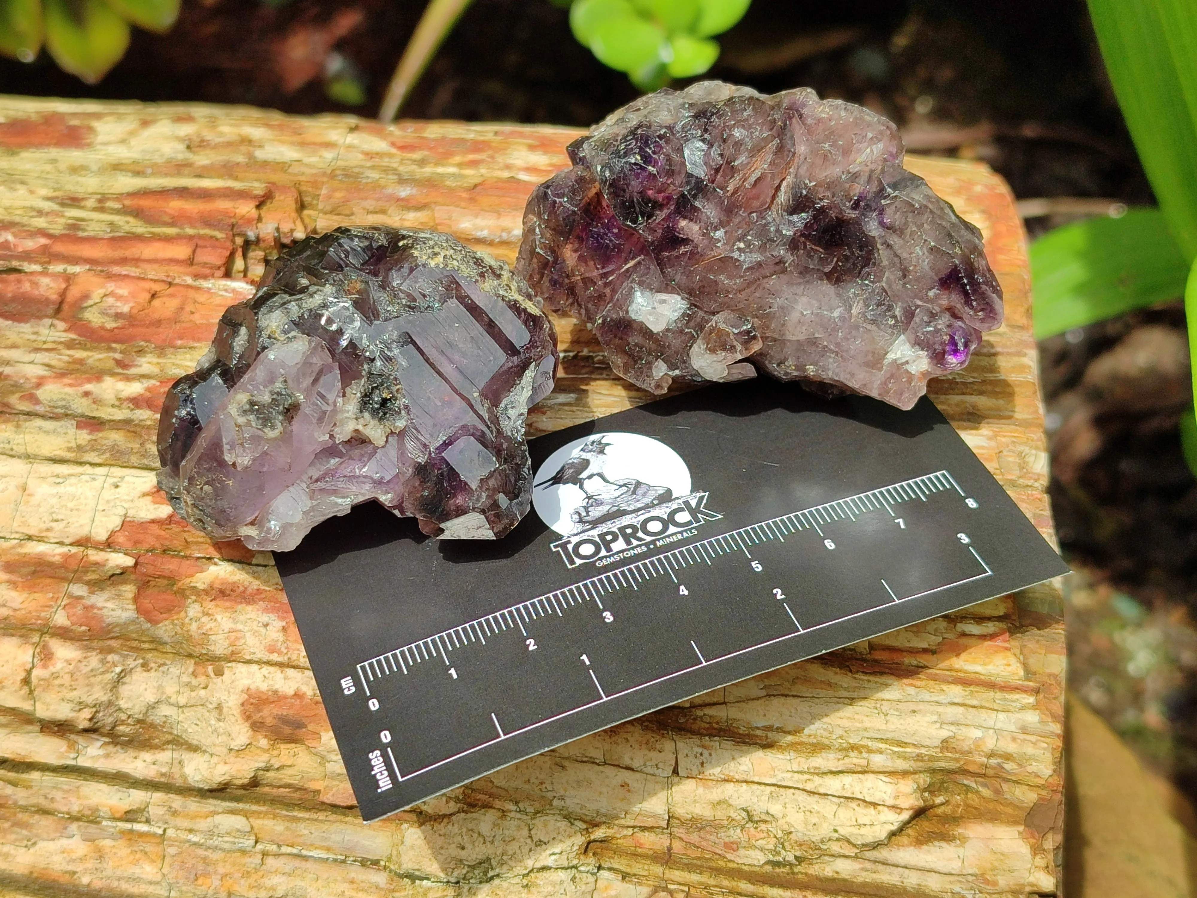 Natural Amethyst Quartz Crystals x 12 From Chiredzi, Zimbabwe