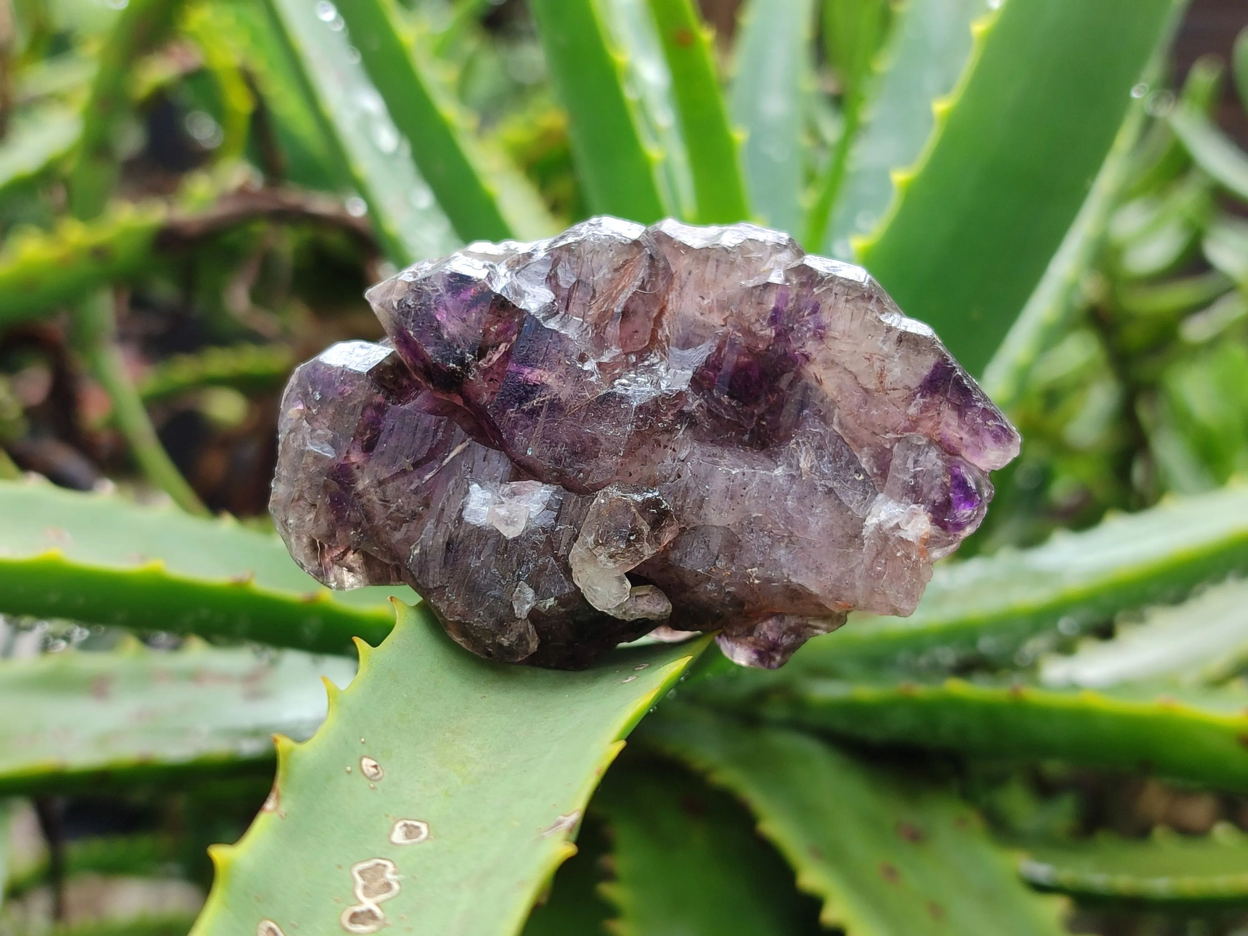 Natural Amethyst Quartz Crystals x 12 From Chiredzi, Zimbabwe