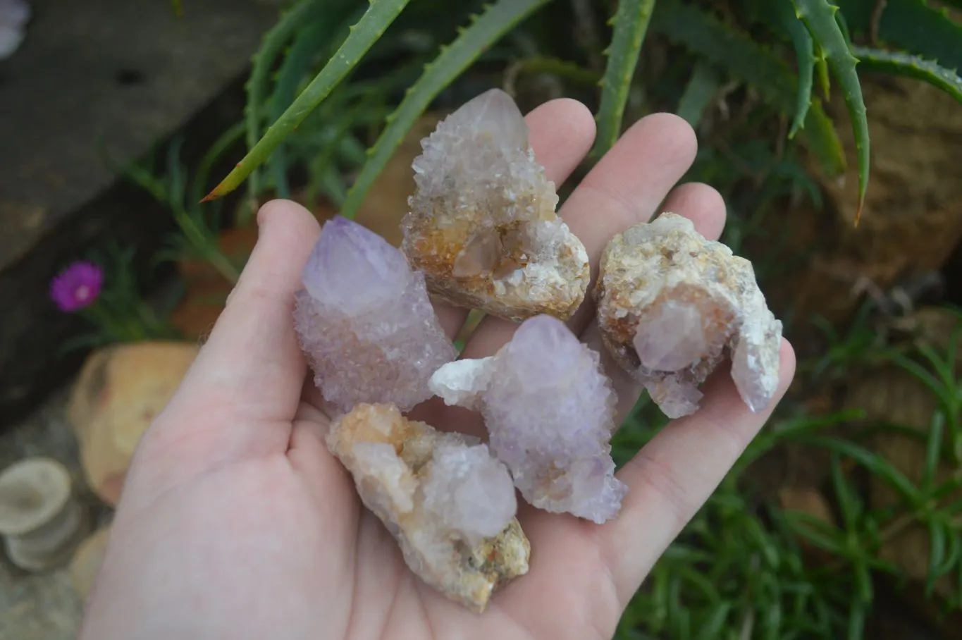 Natural Spirit Amethyst / Ametrine Quartz Crystals x 35 From Boekenhouthoek, South Africa