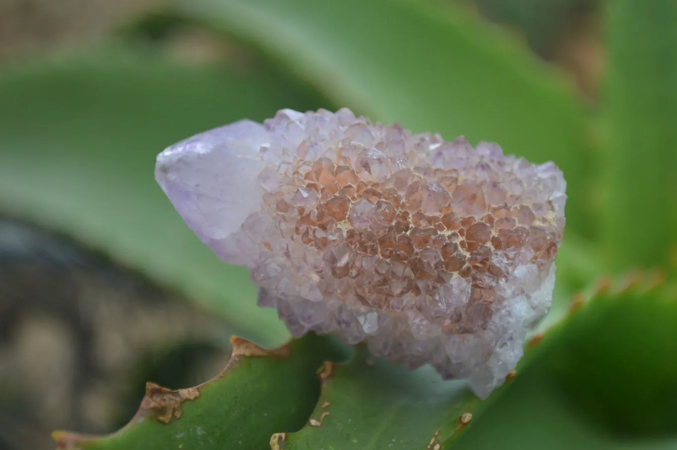 Natural Spirit Amethyst / Ametrine Quartz Crystals x 35 From Boekenhouthoek, South Africa