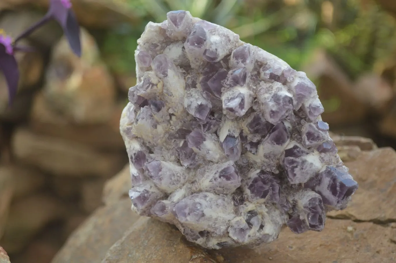 Natural Sugar Amethyst Clusters  x 2 From Zambia