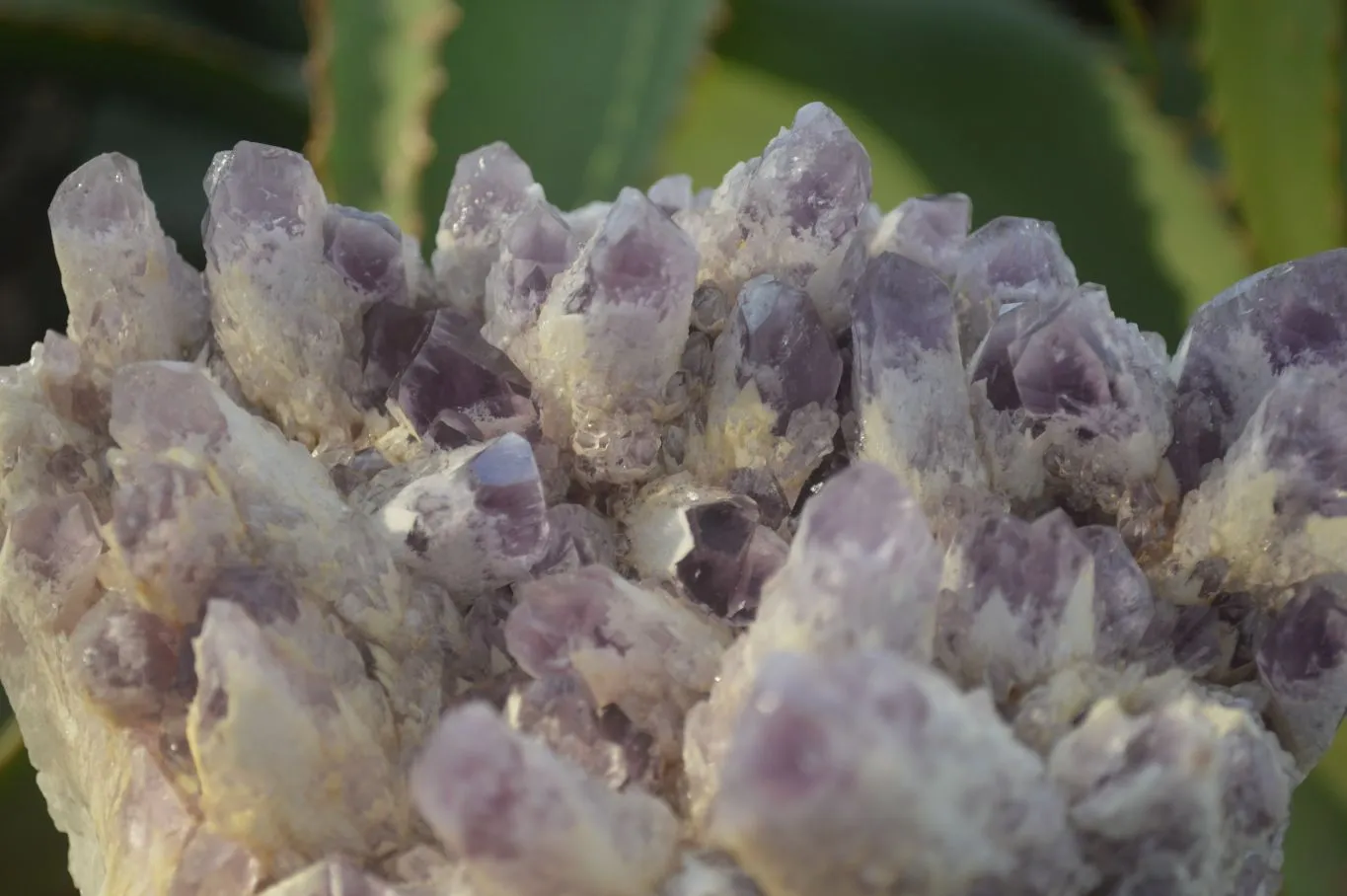 Natural Sugar Amethyst Clusters  x 2 From Zambia